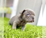 Small Photo #72 French Bulldog Puppy For Sale in BATON ROUGE, LA, USA