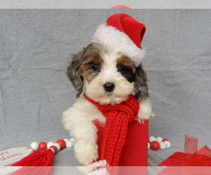 Cockapoo Puppy for sale in MILLERSBURG, OH, USA