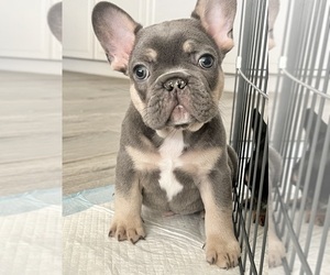 French Bulldog Puppy for sale in GOODYEAR, AZ, USA