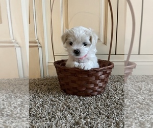 Maltipom-Zuchon Mix Puppy for sale in BELLEFONTE, PA, USA