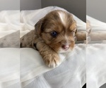 Baby Girl Pink - Female Yorkshire Terrier Puppy for Sale - Small photo