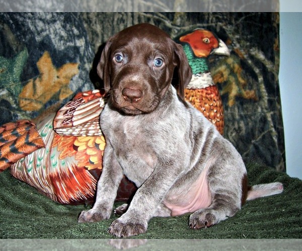 Medium Photo #2 German Shorthaired Pointer Puppy For Sale in ELBERTA, AL, USA