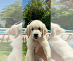 Small Photo #10 English Cream Golden Retriever Puppy For Sale in PORT SAINT LUCIE, FL, USA