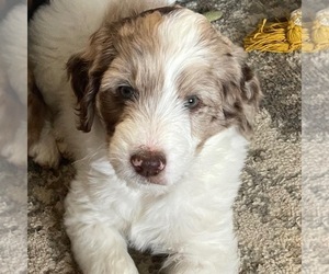 Aussiedoodle Puppy for Sale in CRAWFORDSVILLE, Indiana USA