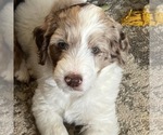 Small Photo #1 Aussiedoodle Puppy For Sale in CRAWFORDSVILLE, IN, USA