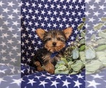 Small #2 Yorkshire Terrier