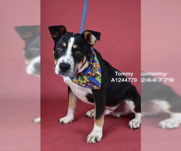 Medium Photo #2 Mutt Puppy For Sale in Bakersfield, CA, USA