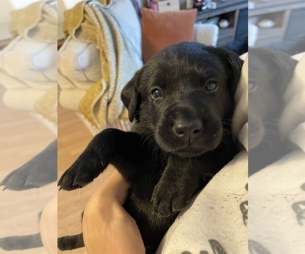 Medium Photo #14 Labrador Retriever Puppy For Sale in TACOMA, WA, USA
