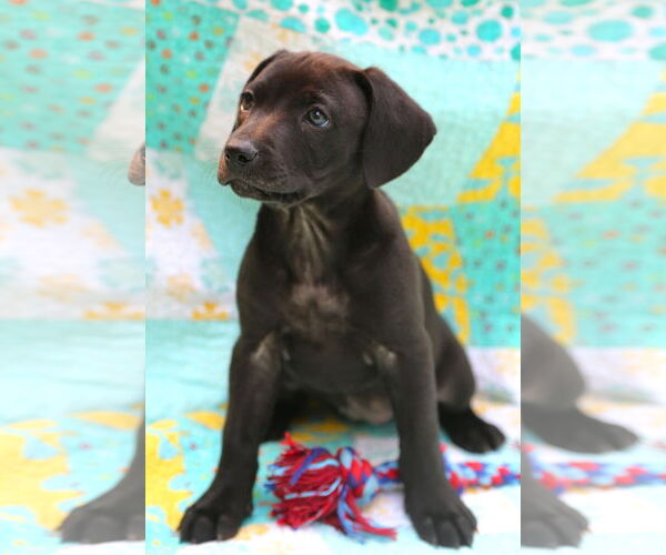 Medium Photo #3 Mutt Puppy For Sale in Wakefield, RI, USA
