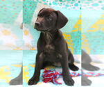 Small #2 Mutt