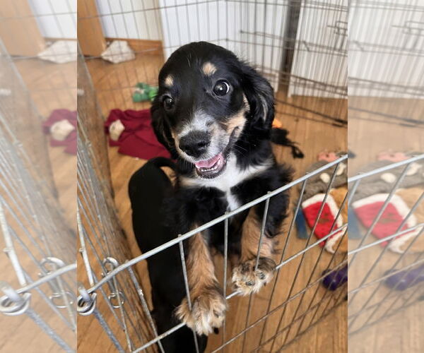 Medium Photo #3 Chihuahua-Cocker Spaniel Mix Puppy For Sale in Lake Elsinore, CA, USA