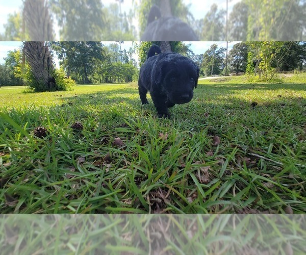 Medium Photo #11 Aussiedoodle Puppy For Sale in CONWAY, SC, USA