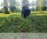 Small #10 Aussiedoodle