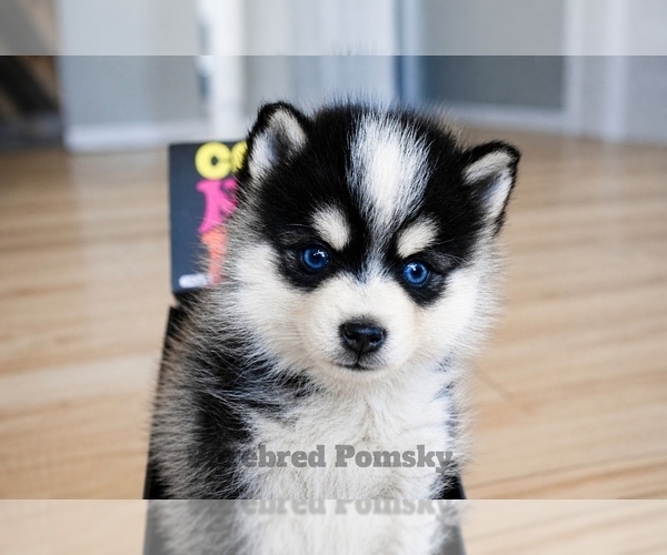 Medium Photo #1 Pomsky Puppy For Sale in KANSAS CITY, MO, USA