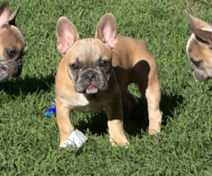 French Bulldog Puppy for Sale in LADONIA, Texas USA