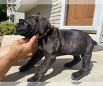Puppy Orange collar Cane Corso