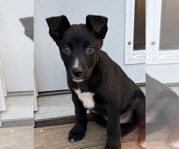 Medium Photo #2 Australian Shepherd-Unknown Mix Puppy For Sale in Bolivar, MO, USA