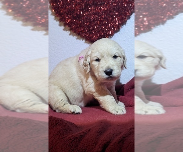 Medium Photo #5 Golden Retriever Puppy For Sale in MODESTO, CA, USA