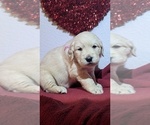 Small #4 Golden Retriever