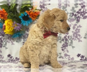 Goldendoodle Puppy for sale in LANCASTER, PA, USA