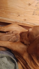 Mother of the Vizsla puppies born on 12/01/2018