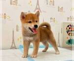 Small Photo #5 Shiba Inu Puppy For Sale in ALHAMBRA, CA, USA