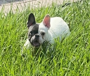 French Bulldog Puppy for sale in ORLANDO, FL, USA