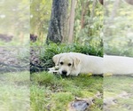 Small #13 Labrador Retriever