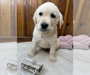 Labrador Retriever Puppy for sale in NEOLA, WV, USA