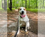 Small #28 Great Pyrenees Mix