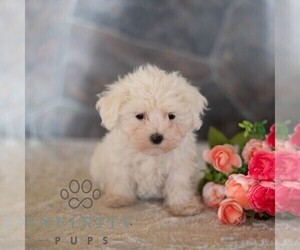 Maltese Puppy for sale in MILL HALL, PA, USA