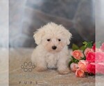 Small Maltese
