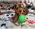 Small Photo #7 Yorkshire Terrier Puppy For Sale in AKRON, OH, USA
