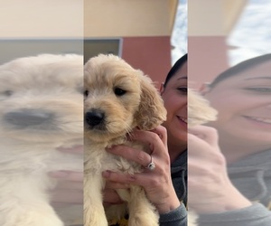 Goldendoodle Puppy for sale in TAMPA, FL, USA