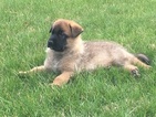Small Photo #1 Malinois Puppy For Sale in WARRENTON, VA, USA