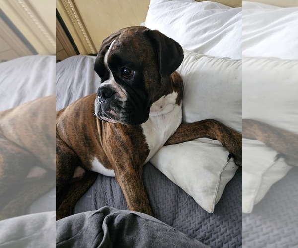 Medium Photo #1 Boxer Puppy For Sale in BRIGHTON, CO, USA