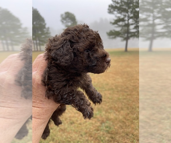 Medium Photo #3 Poodle (Toy) Puppy For Sale in GRAHAM, NC, USA