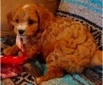 Small Photo #2 Cavachon-Cavapoo Mix Puppy For Sale in FREWSBURG, NY, USA