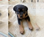 Small #3 Rottweiler
