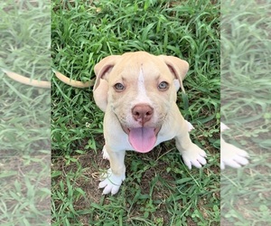 American Pit Bull Terrier Puppy for sale in GOODMAN, MO, USA
