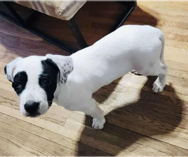 Medium Photo #6 Mutt Puppy For Sale in Germantown, OH, USA