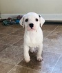 Small Photo #7 Dalmatian Puppy For Sale in ASHEBORO, NC, USA