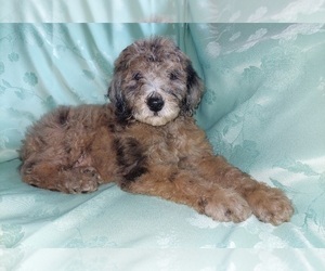 Aussiedoodle Puppy for sale in LINCOLN, AL, USA