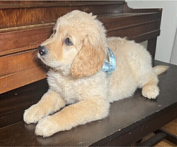 Medium Photo #1 Goldendoodle Puppy For Sale in ORANGE, CT, USA