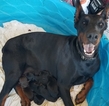 Small Photo #13 Doberman Pinscher Puppy For Sale in HIGH SPRINGS, FL, USA