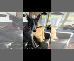 Small #11 Catahoula Leopard Dog-German Shepherd Dog Mix