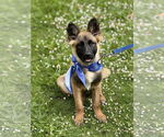 Small #26 German Shepherd Dog