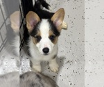 Puppy Cally Pembroke Welsh Corgi