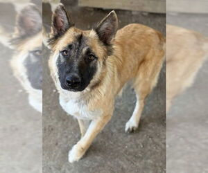 German Shepherd Dog-Unknown Mix Dogs for adoption in Riverside, CA, USA