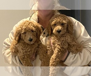 Poodle (Standard) Puppy for sale in GREENVILLE, SC, USA